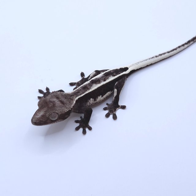 Axanthic