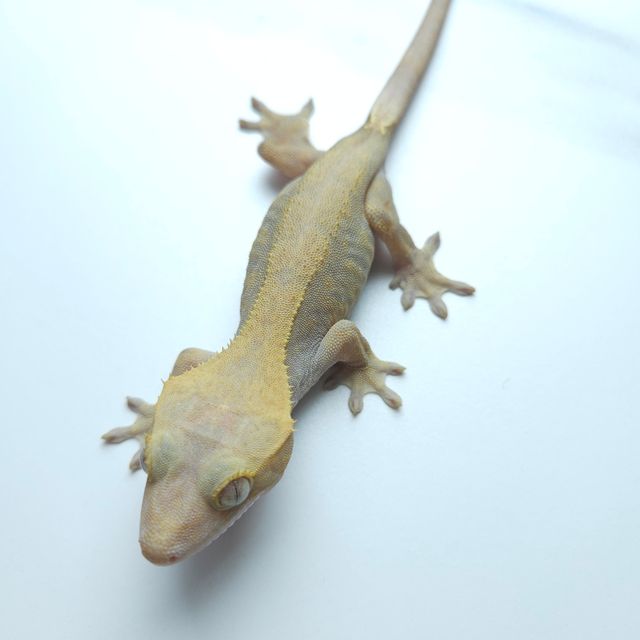 하이포