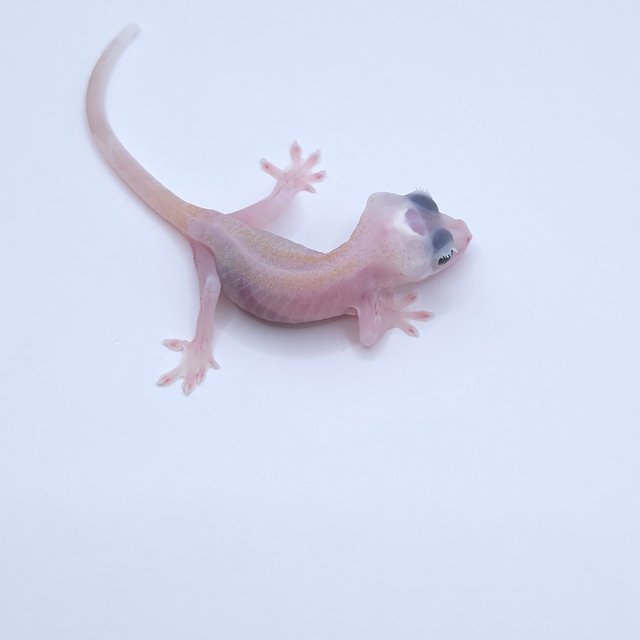 Super Hypo