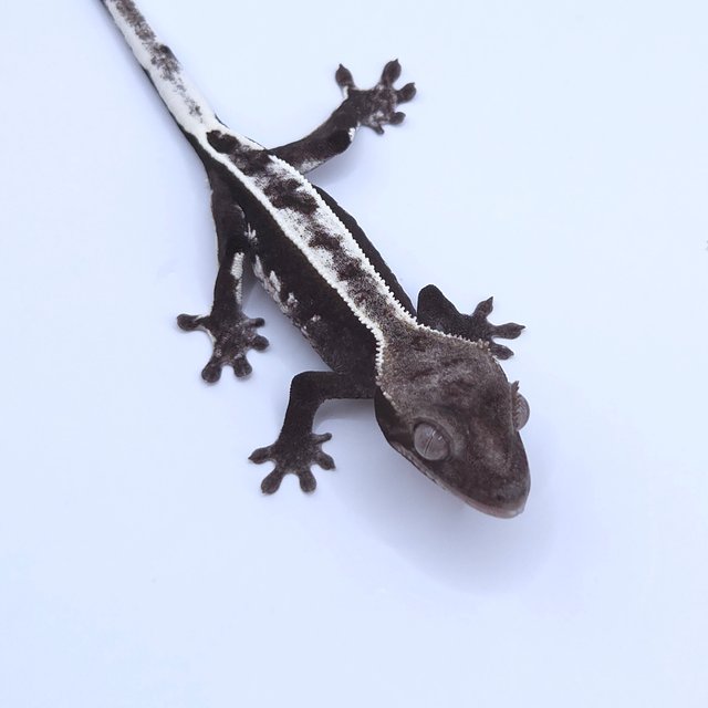 Axanthic