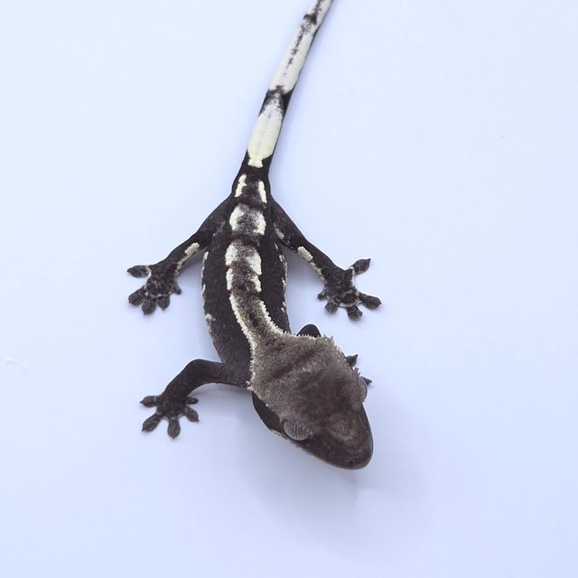 Axanthic