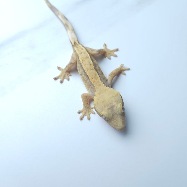 하이포