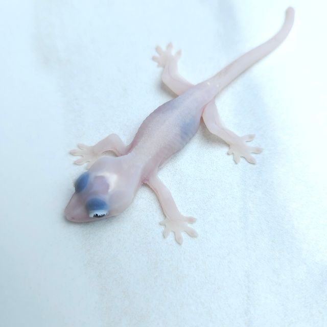 하이포