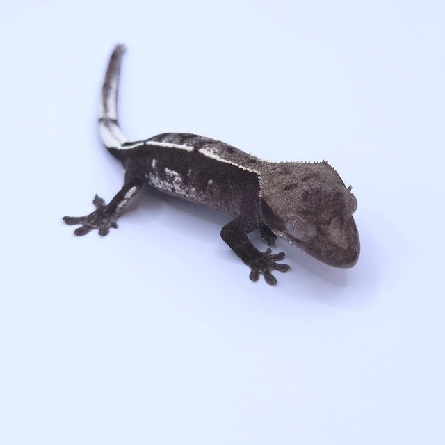 Axanthic