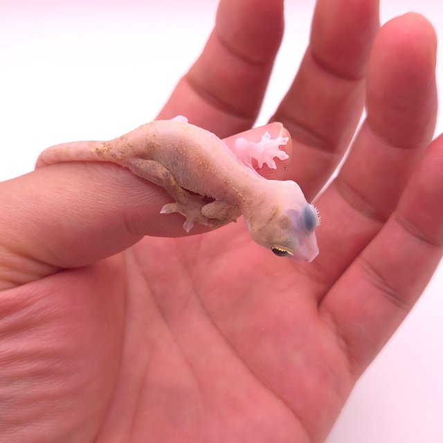 Super Hypo