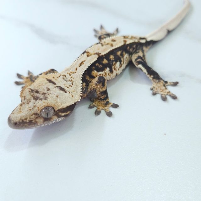 100%헷아잔틱
