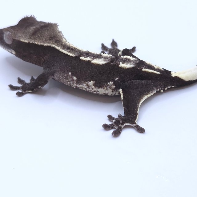 Axanthic