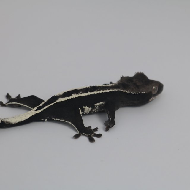 Axanthic