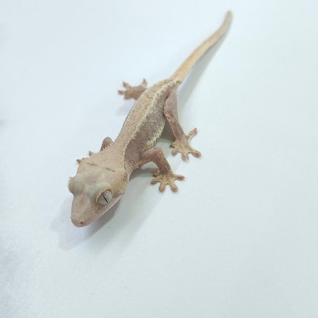 릴리화이트 하이포