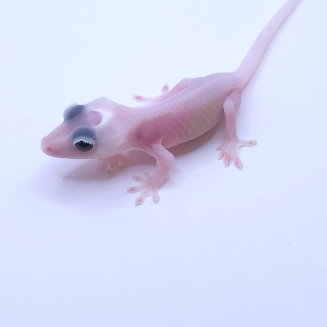 Super Hypo