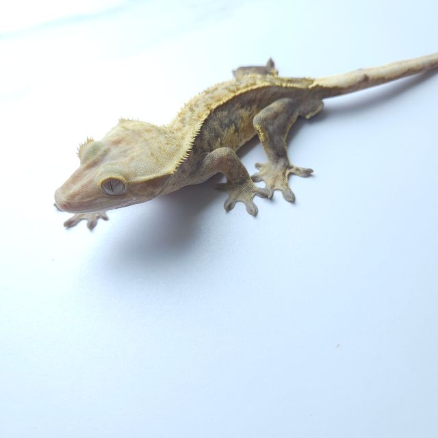 하이포