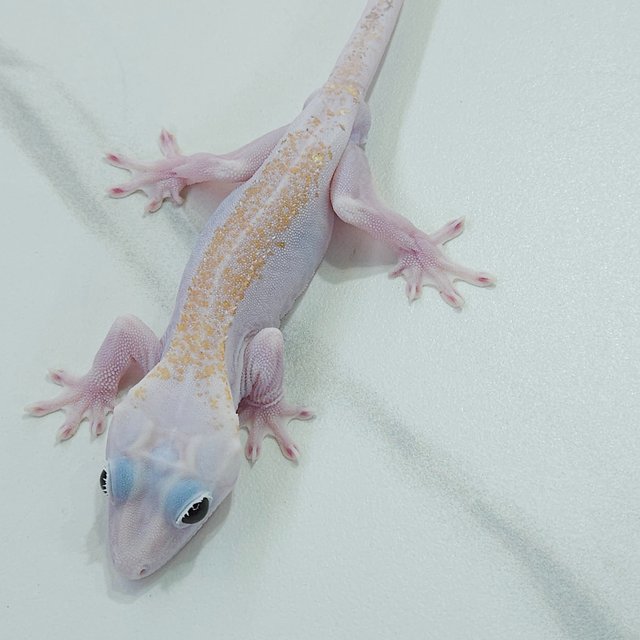 Super Hypo Lilly White