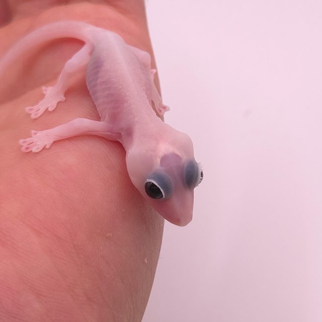 Super Hypo