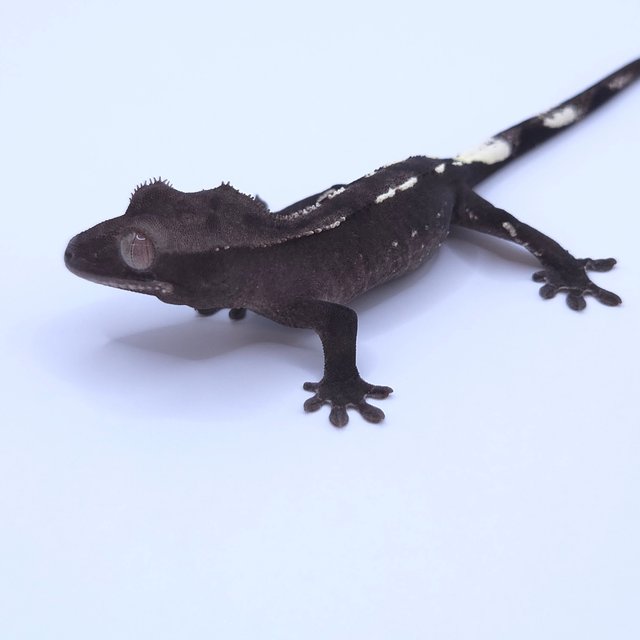 Axanthic