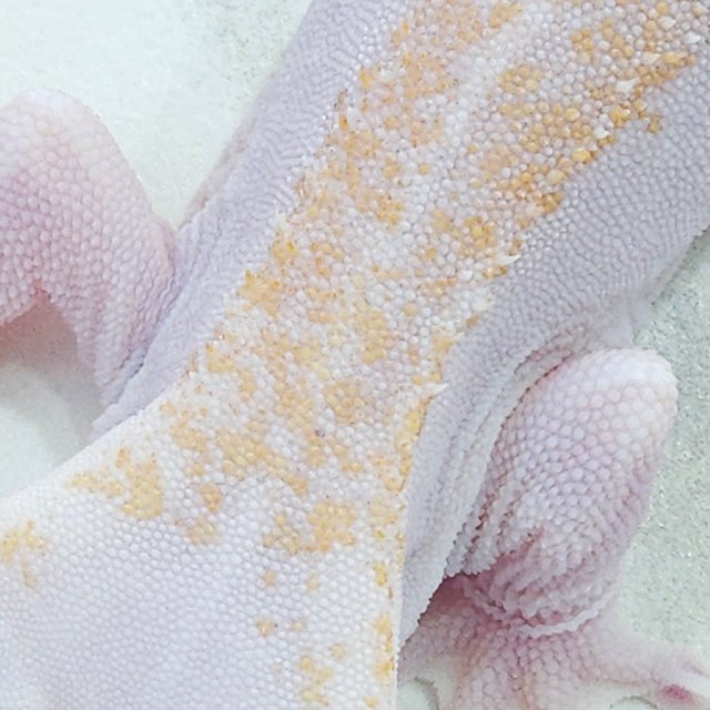 Super Hypo Lilly White