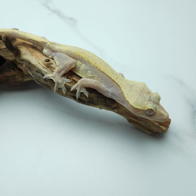 하이포