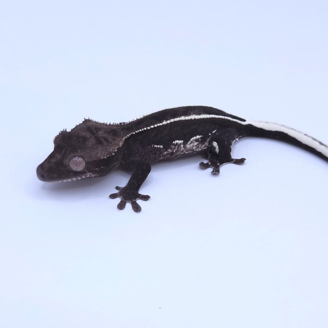 Axanthic