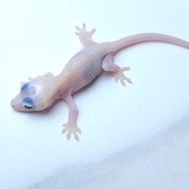 하이포