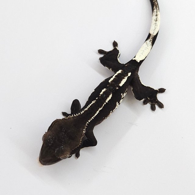 Axanthic
