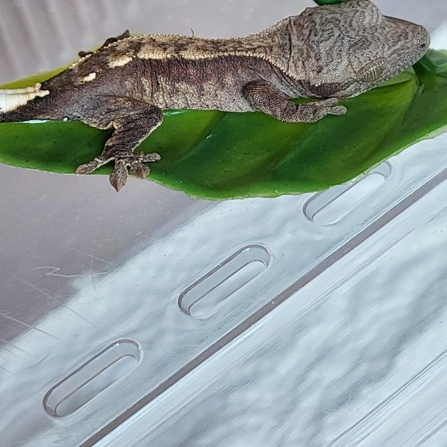 카푸치노