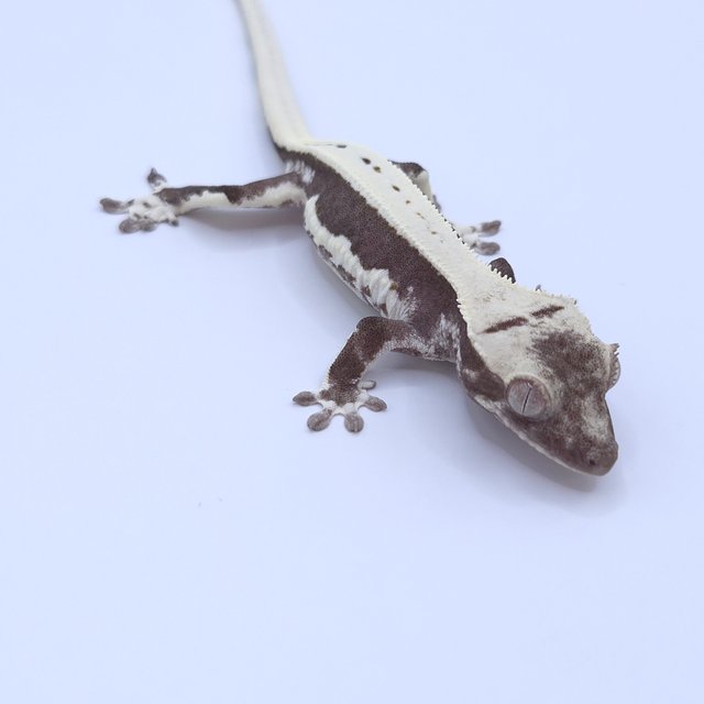 Lilly Axanthic
