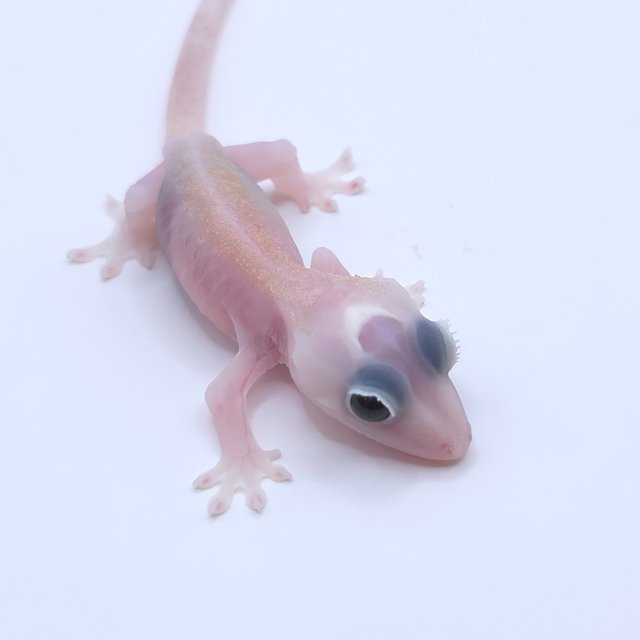 Super Hypo