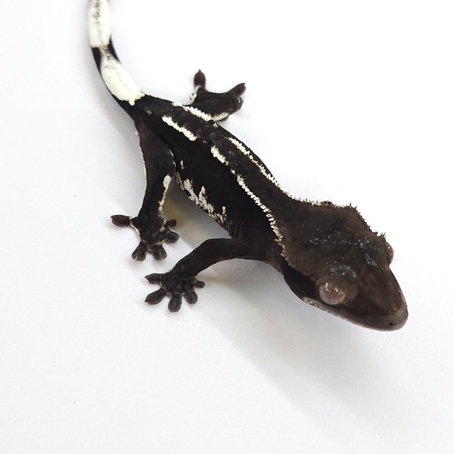 Axanthic