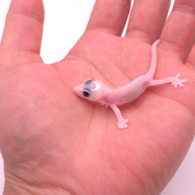 Super Hypo