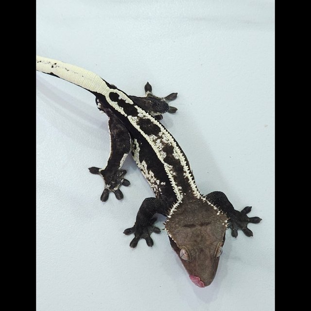 Axanthic