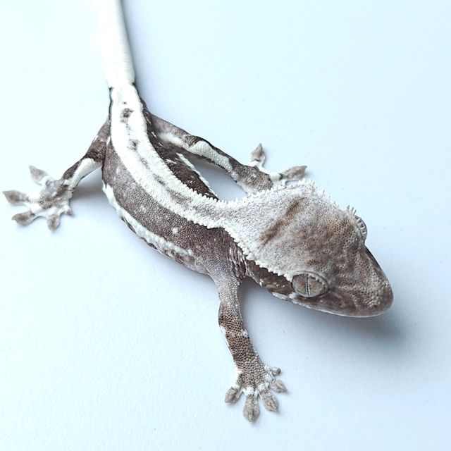 릴잔틱
