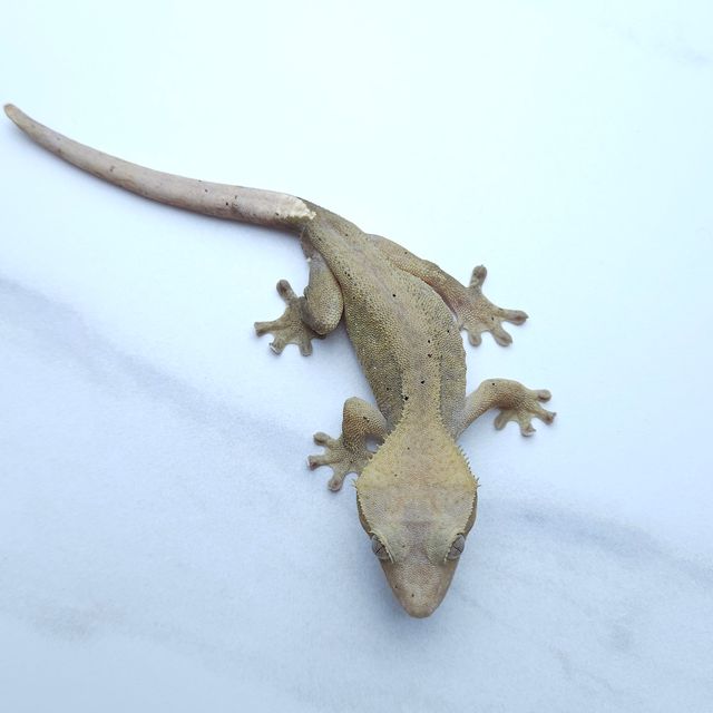 하이포