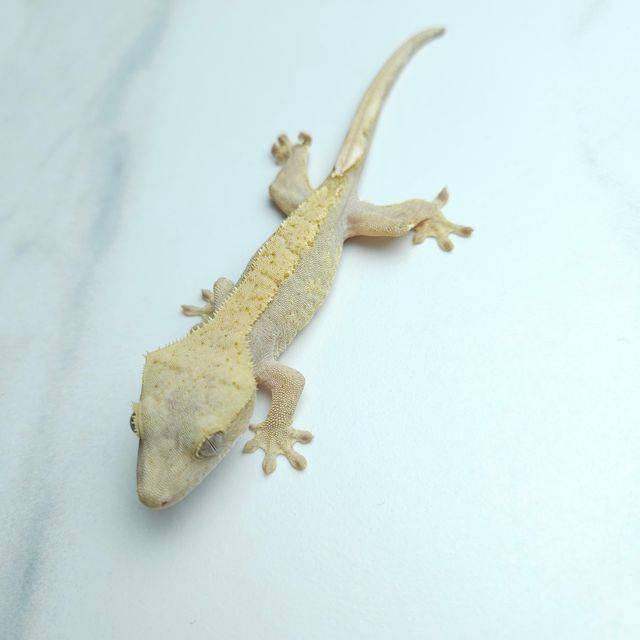 하이포