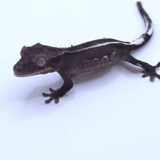 Axanthic