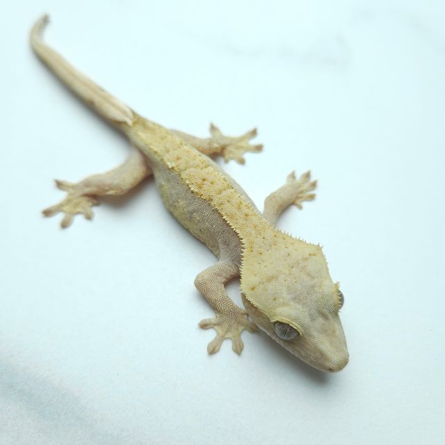 하이포