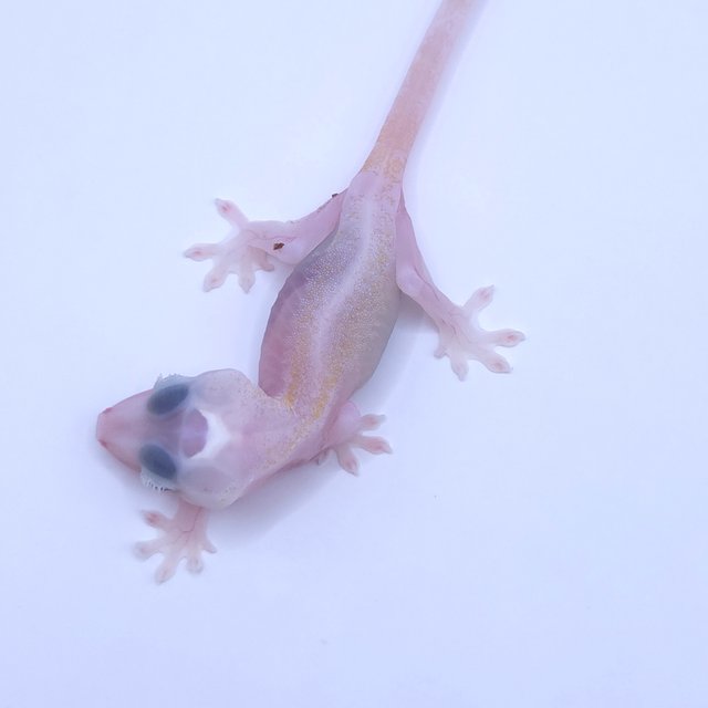 Super Hypo