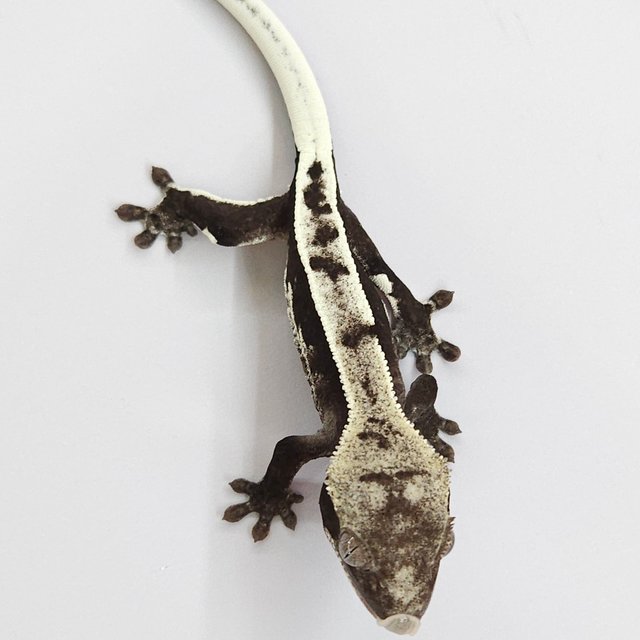Axanthic