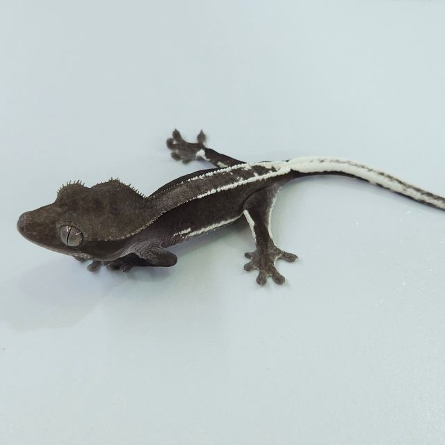 릴잔틱