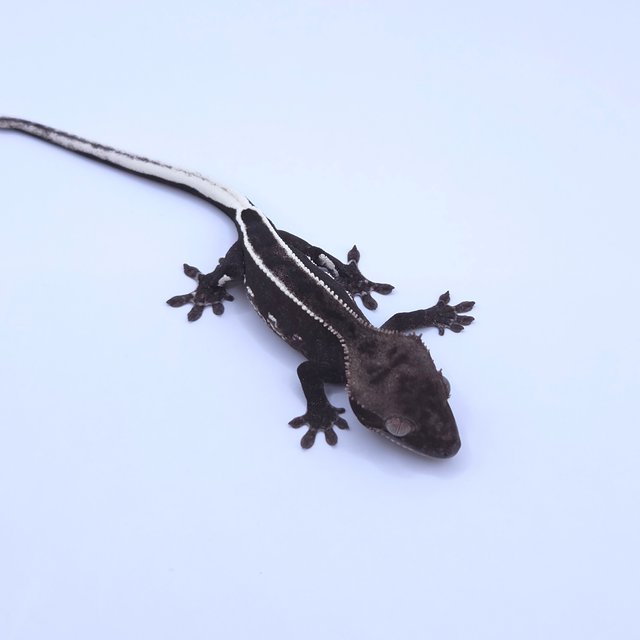 Axanthic