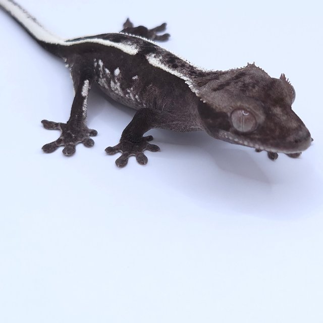 Axanthic