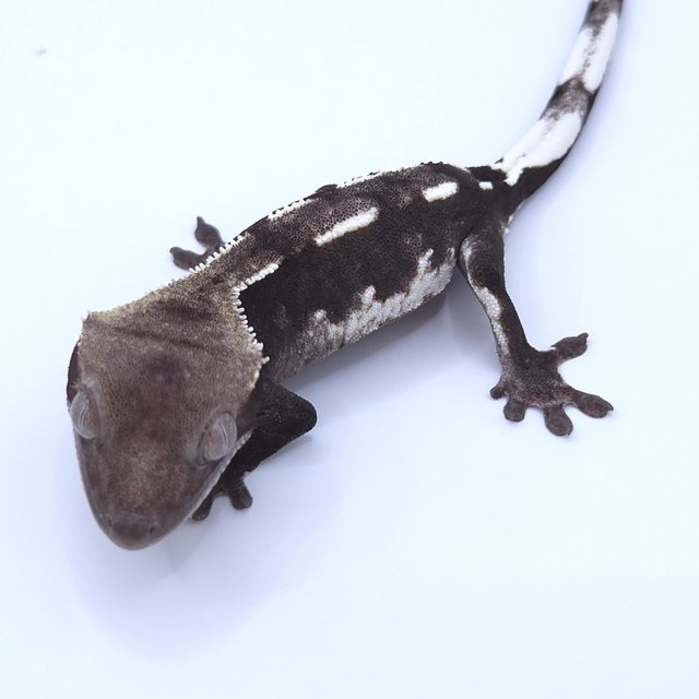 Axanthic