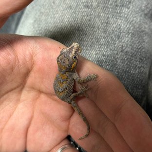 노멀 오렌지 블로치드 스트라이프