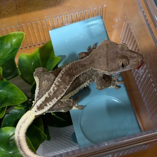 릴리화이트 팬텀 슈퍼스트라이프 다크