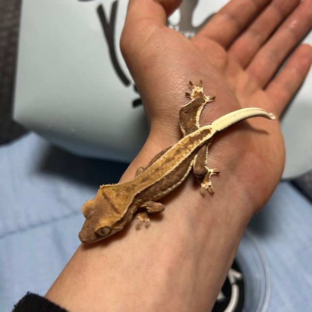 릴리화이트 팬텀 슈퍼스트라이프 다크