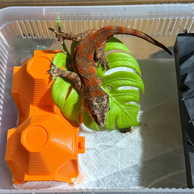 노멀 오렌지 블로치드 스트라이프