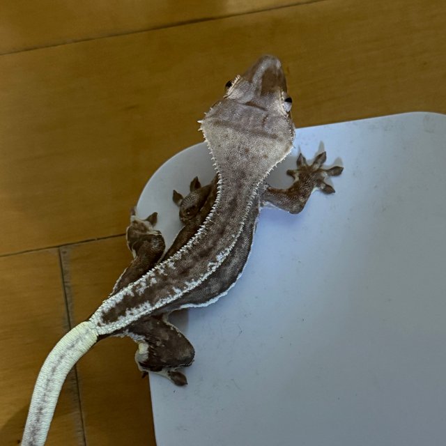 릴리화이트 팬텀 슈퍼스트라이프 다크