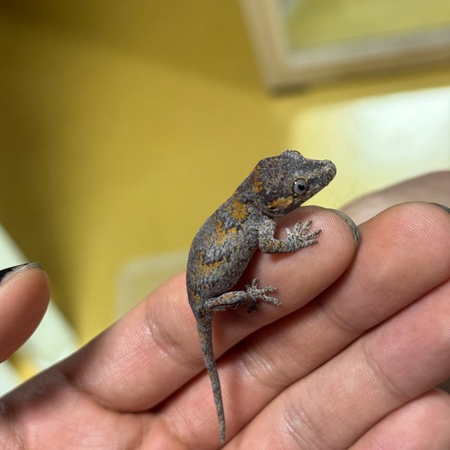 노멀 오렌지 블로치드 스트라이프