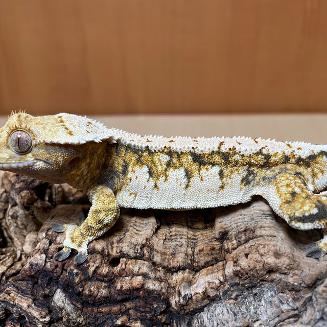 노멀 바브 트라이