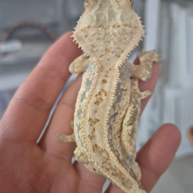 노멀 풀핀 트라이 쿼드 드리피 핀스트라이프