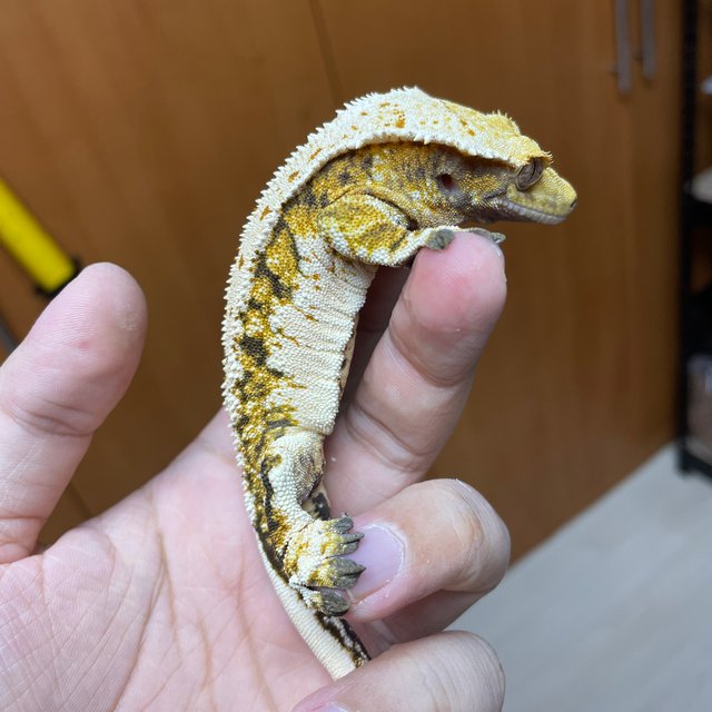 노멀 바브 트라이