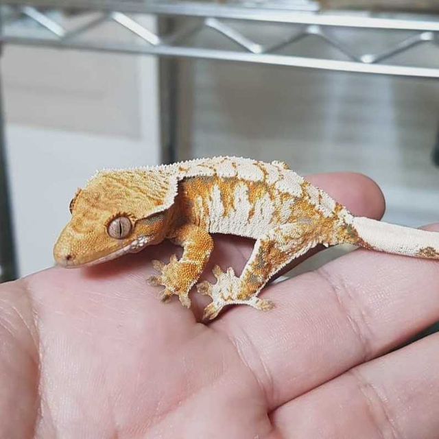 트라이